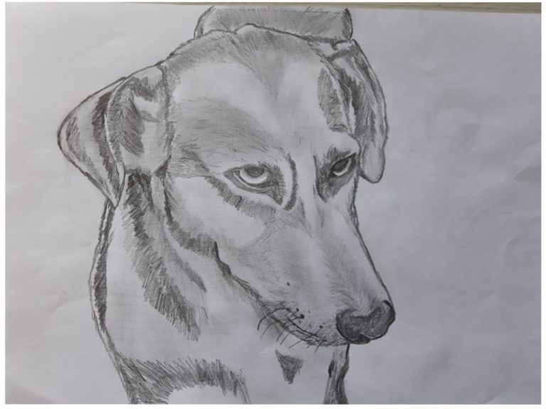 Como desenhar um cachorro passo a passo realista