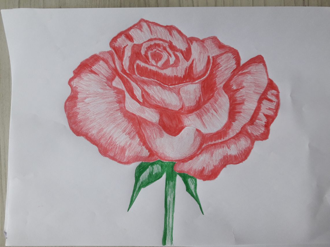 20190610 160622 1142x857 - Aprenda como desenhar uma rosa de um jeito fácil e descomplicado.